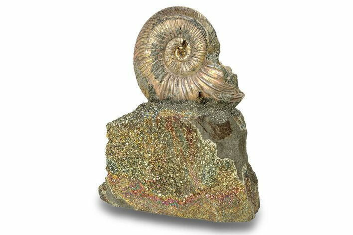 Iridescent, Pyritized Ammonite (Quenstedticeras) Fossil Display #266858